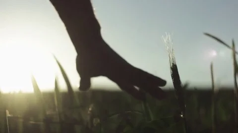 Man's hand spends on the ears of corn Stock Footage 76325673