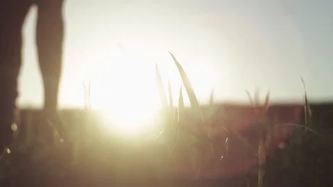 Man's hand spends on the ears of corn Stock Footage 76351291