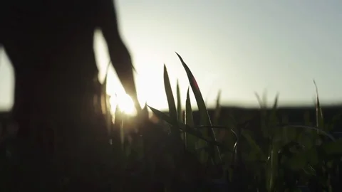 Man's hand spends on the ears of corn Stock Footage 76351297