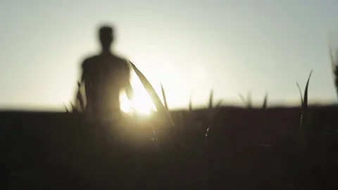 Man's hand spends on the ears of corn Video stock 76351302