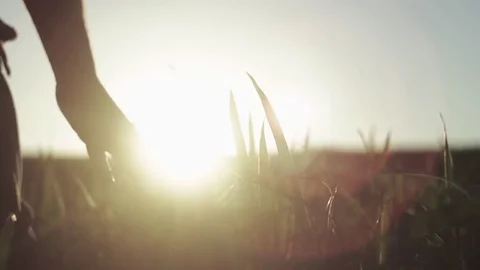 Man's hand spends on the ears of corn Stock Footage 76351306