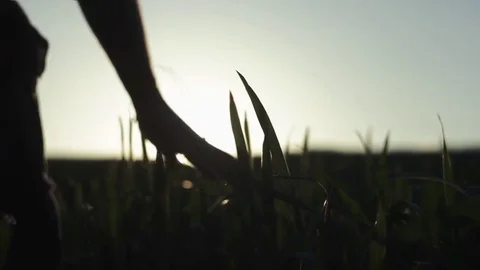 Man's hand spends on the ears of corn Stock Footage 76351312