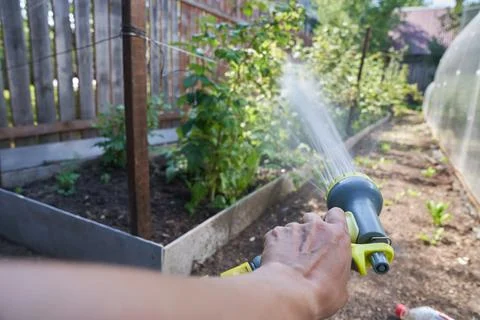 A man's hand spraying an aqueous solution on plants under pressure. Watering a Stock Photos