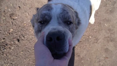 Man's hand strokes the dog Stock Footage 184966540