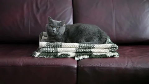 A Man's Hand Strokes An Evil Big Cat Lying On A Sofa On A Rug. Stock Footage 85901794