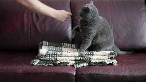 A Man's Hand Strokes An Evil Big Cat Lying On A Sofa On A Rug. 库存影片 86071958