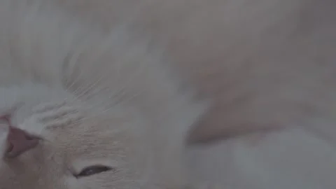 A man's hand strokes a fluffy sleepy cat close-up Stock Footage 271627148
