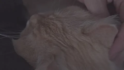 A man's hand strokes a fluffy sleepy cat close-up Stock Footage 271627237