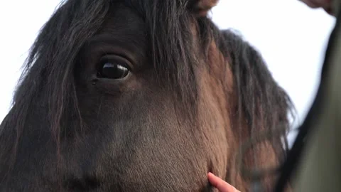 A man's hand strokes the muzzle of a brown horse Video stock 169690204