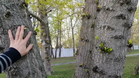 A man's hand strokes a tree trunk Stock Footage 193996867