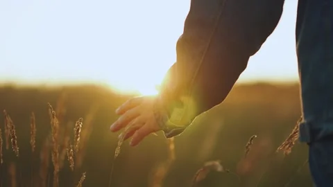 A man's hand strokes wheat, a man in a field of wheat Stock Footage 317034457