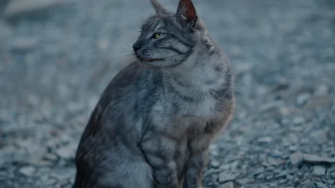 A man's hand strokes a wild grey cat and gently plays with it. Slow motion Stock Footage 127976332
