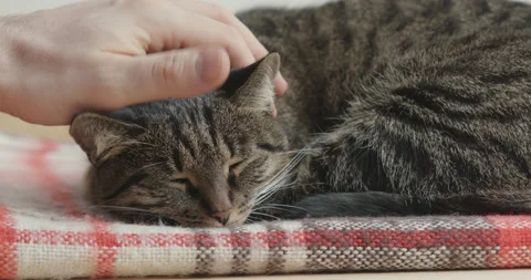 A man's hand stroking a cat close up. Stock Footage 139978867
