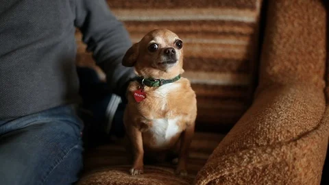 A man's hand is stroking a charming little dog with huge eyes Video stock 114366144