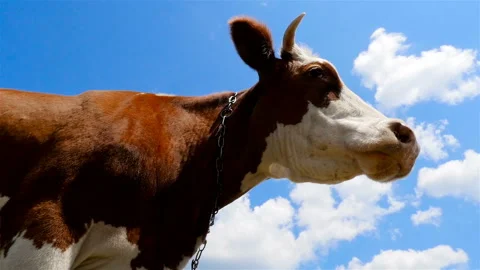 A man's hand is stroking a cow. Close-up Stock Footage 95647014
