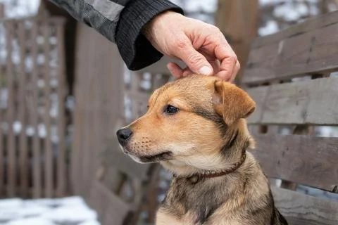 A man's hand is stroking a cute red dog on the head. Love for pets and frie.. Stock Photos