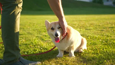 Man's hand is stroking dog Stock Footage 186041161
