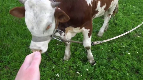 A man's hand stroking the young brown-white calf Video stock 76208299
