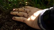 Man's Hand With A Swarm Of Ants. Little Ants Crawling On A Man's Hand Stock Footage
