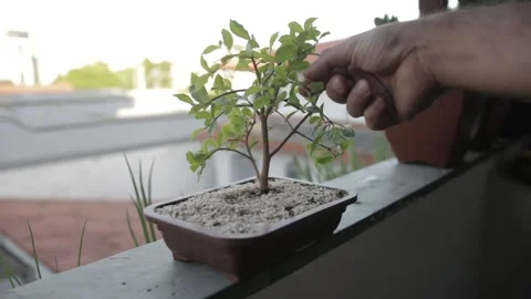 A man's hand take some leaves on a small bonsai style plant Vídeos de archivo 167293897