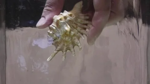A man's hand takes shells out from under the water Stock Footage 291106370