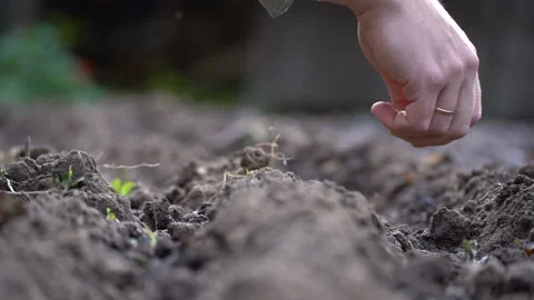 A man's hand throws seeds into the ground Video stock 206666028