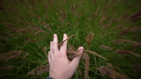 Mans hand touch dry grass Stock Footage 122843565