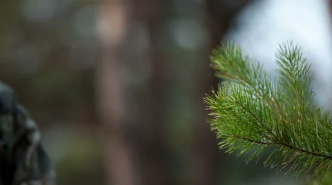Man's hand touch pine brunch Stock Footage 43914526