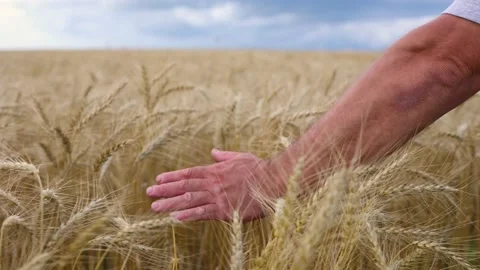 A man's hand touches the ears of rye Video stock 236625575