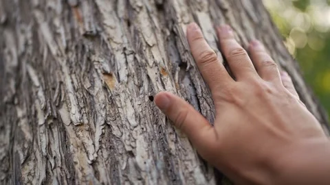 A mans hand touches the tree bark, with the hand exploring the trees texture Stock Footage 317997660