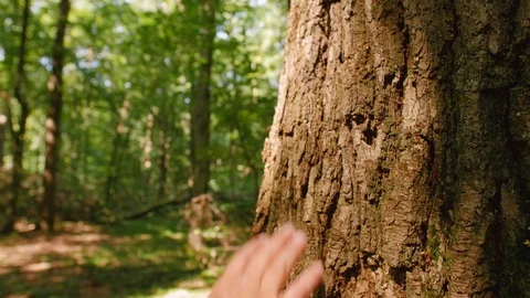 A man's hand touches a tree's close-up, bark of a tree is close-up. Close up Stock Footage 114130905