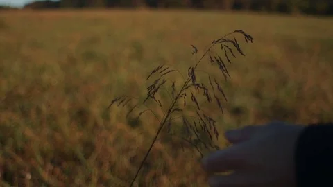 Man's Hand Touches Wheat While Walking During Day Stock Footage 81491927