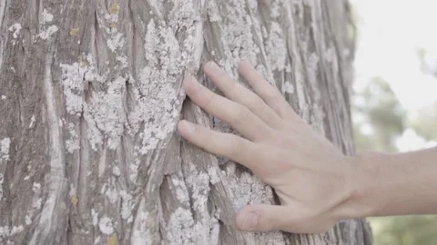A man's hand touching the bark of a tree Stock Footage 135396396