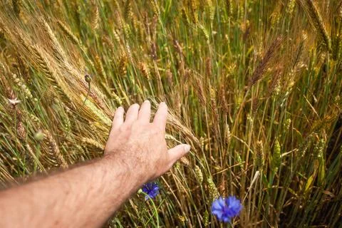 A man's hand touching ears of grain Stock Photos