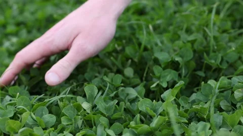 Mans hand touching fresh green clover. 4K. Stock Footage 197642748