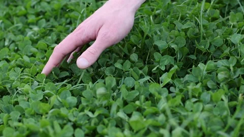 Mans hand touching fresh green clover. 4K. Stock Footage 197953191