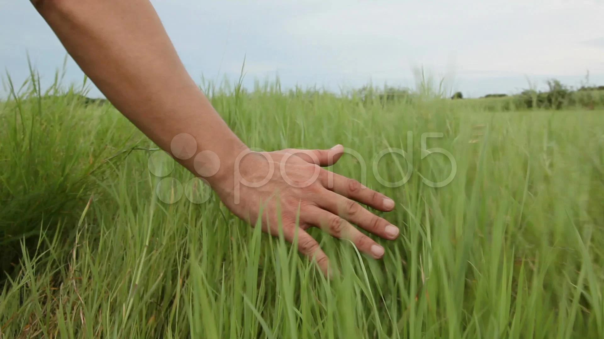 Man's hand touching grass walking through the field Stock Footage,#touching# grass#Man#hand