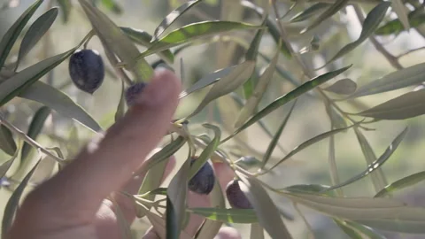 Man's hand is touching ripe black olives on branch Stock Footage 281986455