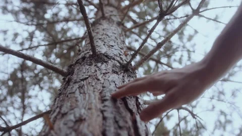 Man's hand touching tree trunk. People in nature concept Stock Footage 289206329