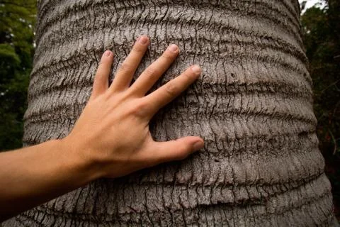 Man's hand touching trunk of tree Stock Photos