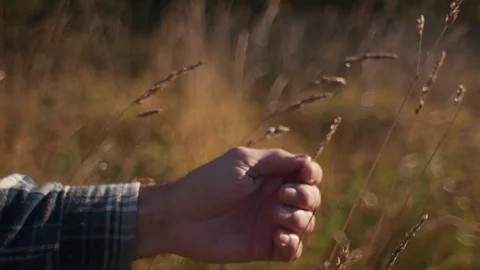 Man's Hand Touching Wheat During Morning Sunrise Stock Footage 81491957