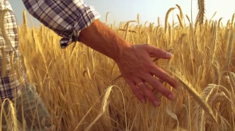 Man's hand touching wheat ears closeup. Harvest concept Stock Footage 59083830