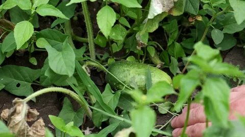 A man's hand is touching a young cucumber in the garden bed. Stock Footage 135577931