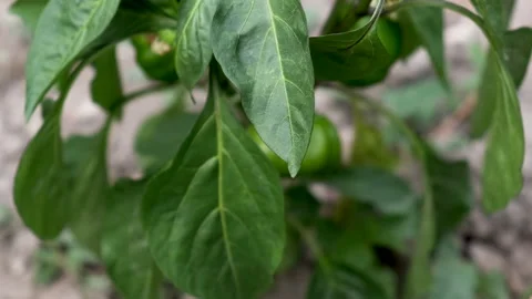 A man's hand is touching a young green pepper in the garden bed. Stock Footage 135629121