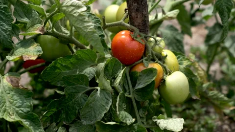 A man's hand is touching a young tomato in the garden bed. Stock Footage 135628511