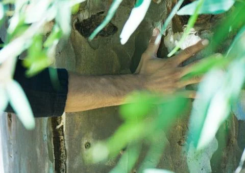 Man's hand on tree trunk, leaves in foreground Stock Photos