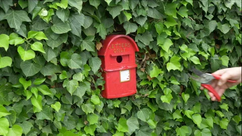 Man’s hand trimming ivy next to a novelty red bird box. Stock-Footage 200877671