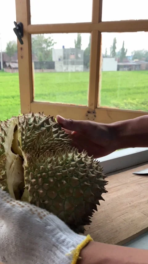 Man's Hand Trying To Open A Durian Fruit-1 Stock Footage 344374775