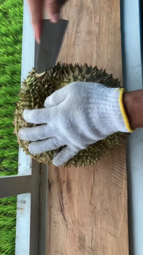 Man's Hand Trying To Open A Durian Fruit With Knife Stock Footage 344374824