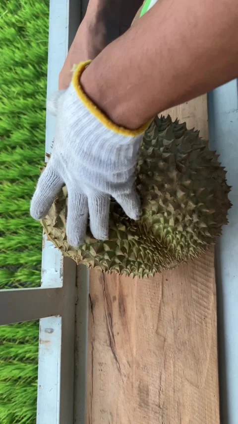 Man's Hand Trying To Open A Durian Fruit With Knife-2 Stock Footage 344374987